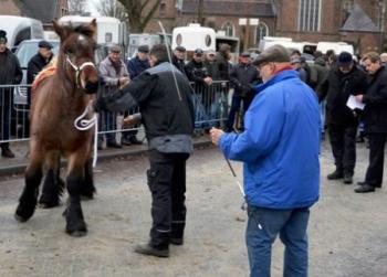 Grote Brabantse veulenkeuring van het Nederlandse Trekpaard   De 61ste editie van de Grote Centrale Brabantse Veulenkeuring van het Nederlandse...